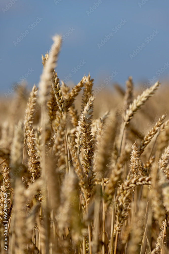 monoculture golden mature wheat in the field monoculture golden mature wheat in the field