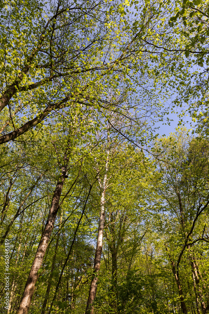 young foliage on deciduous trees in the forest in the spring season young foliage on deciduous trees in the forest in the spring season