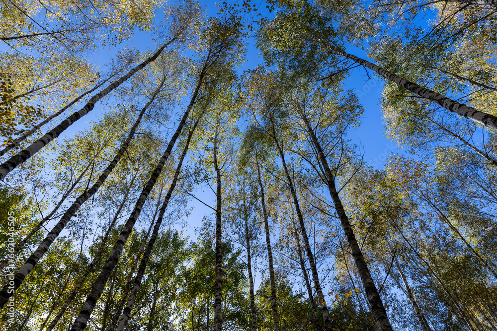 Fototapeta premium Birch forest with trees with yellow and green foliage
