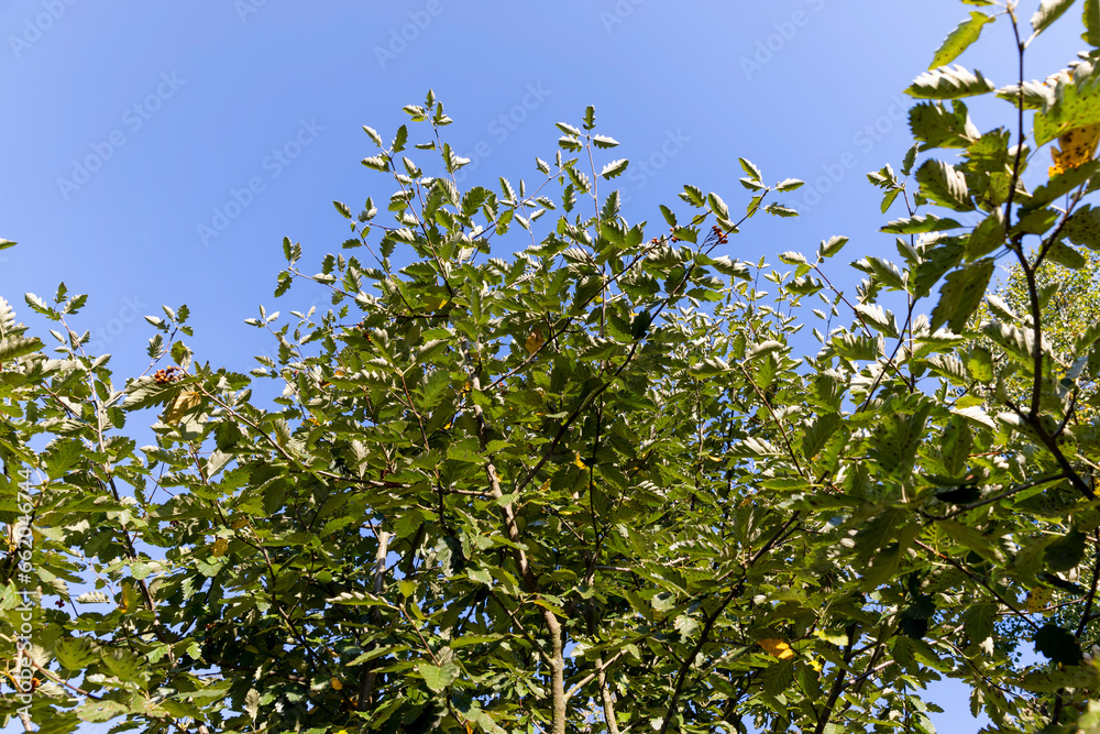 Fototapeta premium rowan tree in the autumn season with foliage changing color