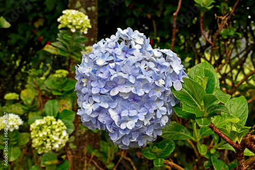 Blue hydrangea flower (Hydrangea macrophylla) on garden