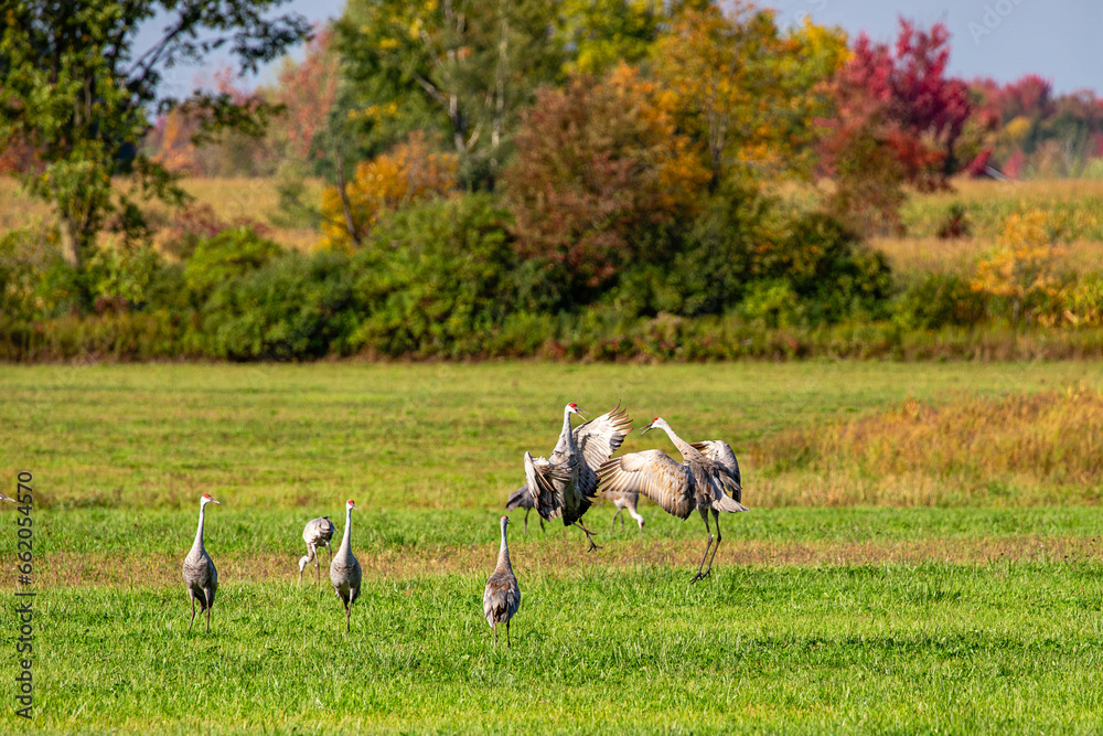 Sandhill Cranes(grus canadensis) fighting or mating in a Wisconsin field
