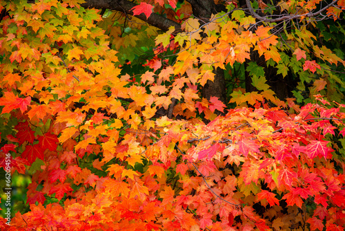 Close up of a colorful sugar maple tree in Wisconsin