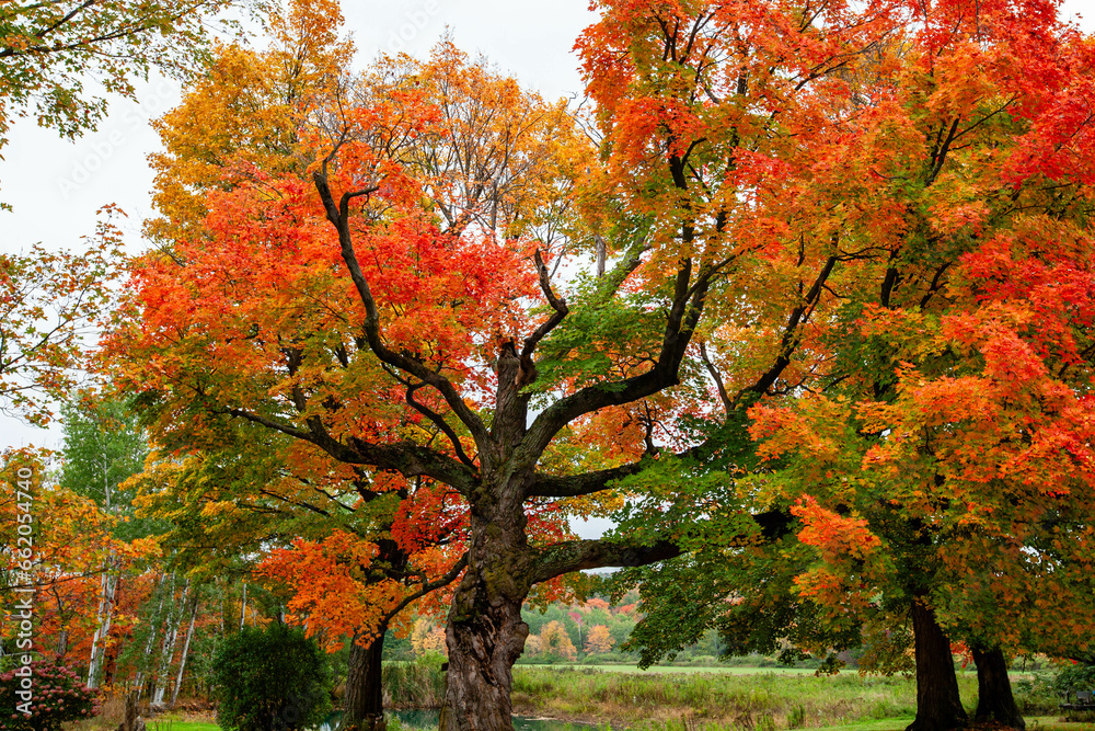 Wisconsin sugar maple tree in September turning colors Wisconsin sugar maple tree in September turning colors