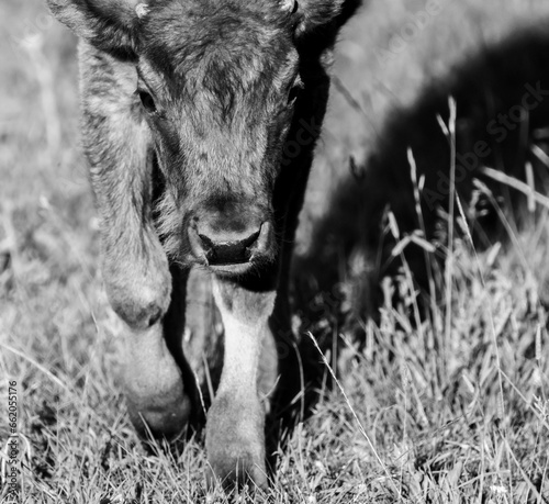 Black and White Baby Bison Walks Toward Camera