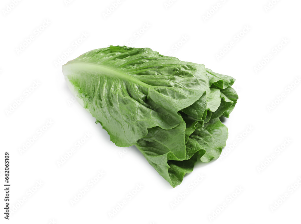 Fresh green romaine lettuce isolated on white Fresh green romaine lettuce isolated on white