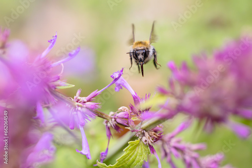 flying bumblebee at Agastache flowers in the garden © Christian Müller