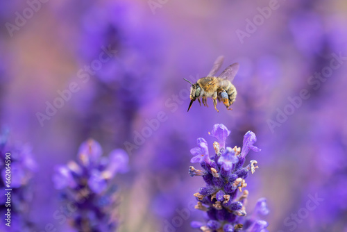 flying potter bee between lavender blossoms © Christian Müller