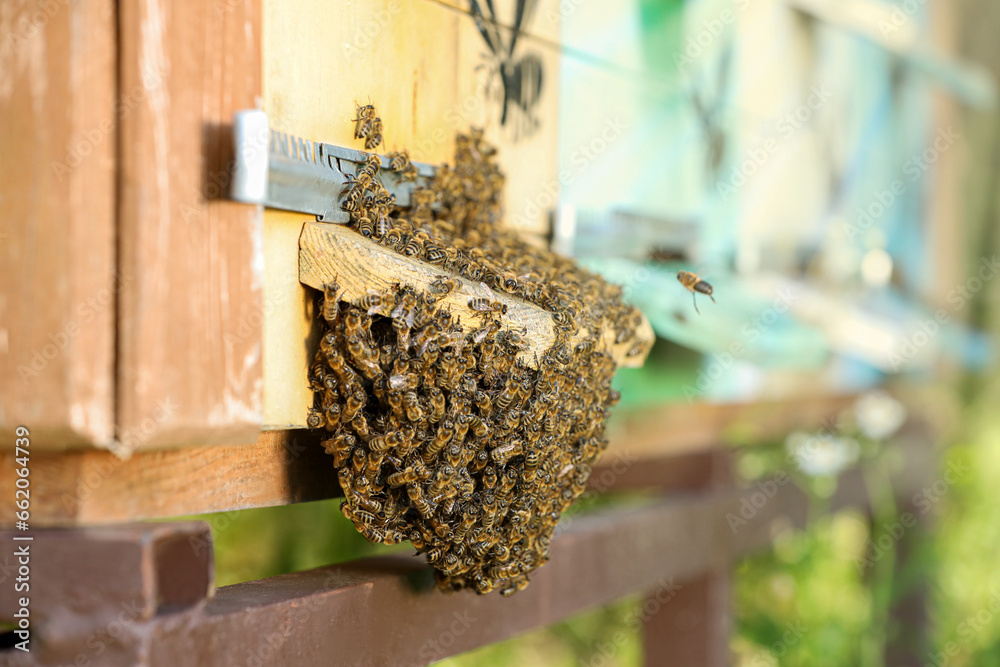 Closeup view of wooden hive with honey bees on sunny day Closeup view of wooden hive with honey bees on sunny day