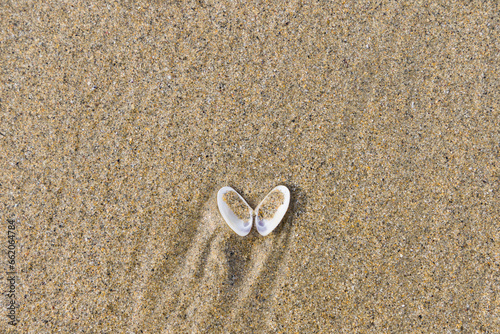 an opened seashell in the sand of a beach, for backgrounds