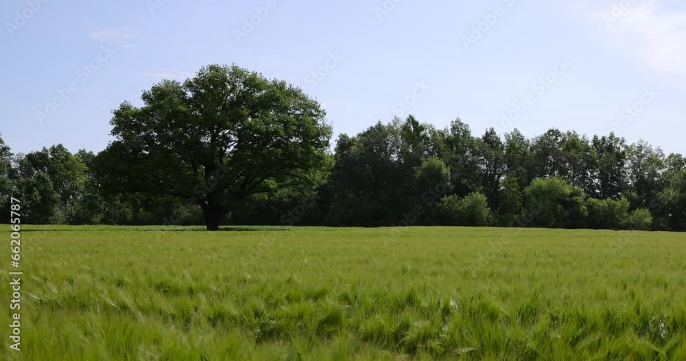 one oak with green foliage in the summer field, a beautiful oak tree in sunny weather one oak with green foliage in the summer field, a beautiful oak tree in sunny weather