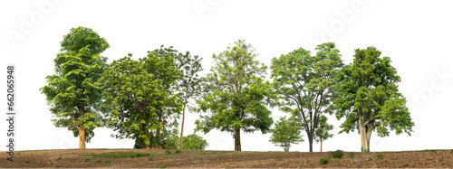 Green trees isolated on transparent background forest and summer foliage for both print and web with cut path and alpha channel. photo