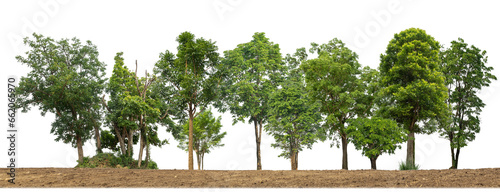Wallpaper Mural Green trees isolated on transparent background forest and summer foliage for both print and web with cut path and alpha channel.. Torontodigital.ca