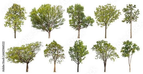 Wallpaper Mural Collection of green trees isolated on transparent background. for easy selection of designs.. Torontodigital.ca