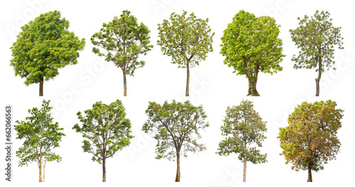 Collection of green trees isolated on transparent background. for easy selection of designs..