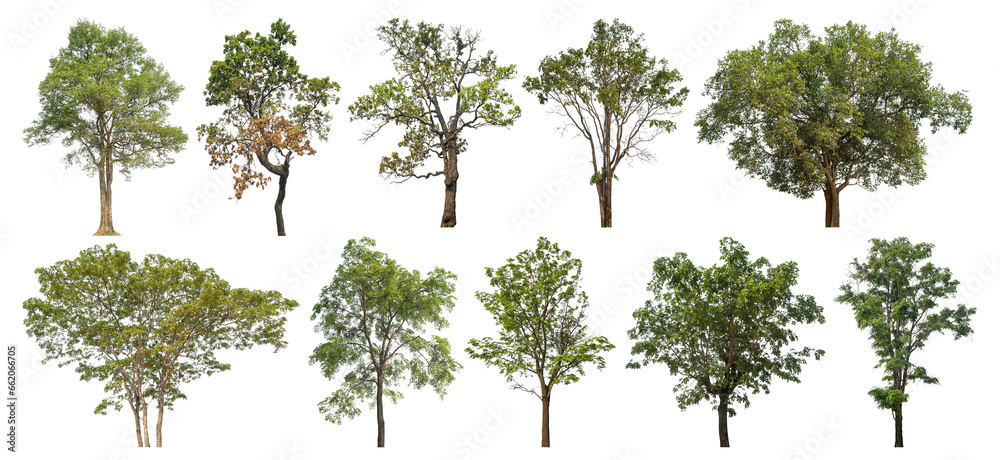 custom made wallpaper toronto digitalCollection of green trees isolated on transparent background. for easy selection of designs.