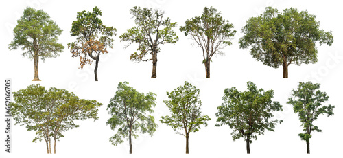 Wallpaper Mural Collection of green trees isolated on transparent background. for easy selection of designs. Torontodigital.ca