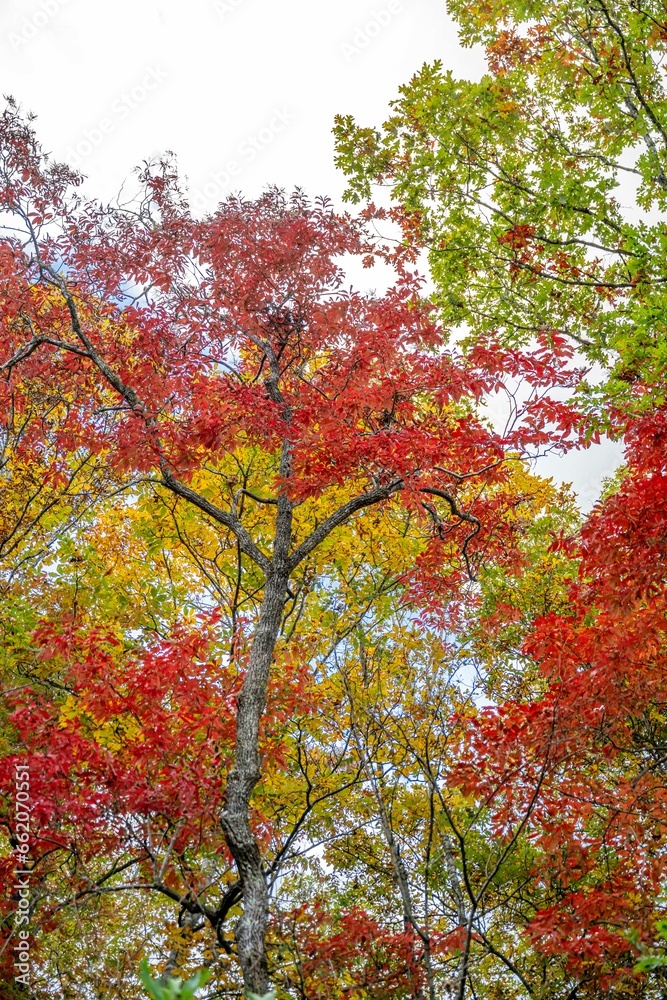 autumn in the mountains