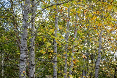 autumn in the mountains