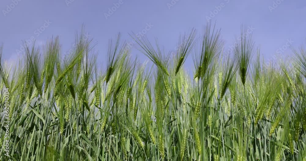 agricultural field with green cereals in summer, field with green rye agricultural field with green cereals in summer, field with green rye
