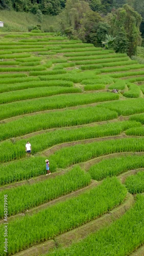 Terraced Rice Field in Chiangmai, Thailand, Pa Pong Piang rice terraces, green rice paddy field in Pa Pong Pieng, Mae Chaem, Chiang Mai, Thailand, a couple of men and women in the mountains Chiang Mai