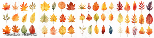 thanksgiving watercolor foliage oak botanical seasonal illustration maple cartoon set collection
