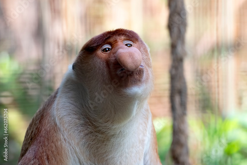 Close-up of a bekatan / Probocius monkey photo