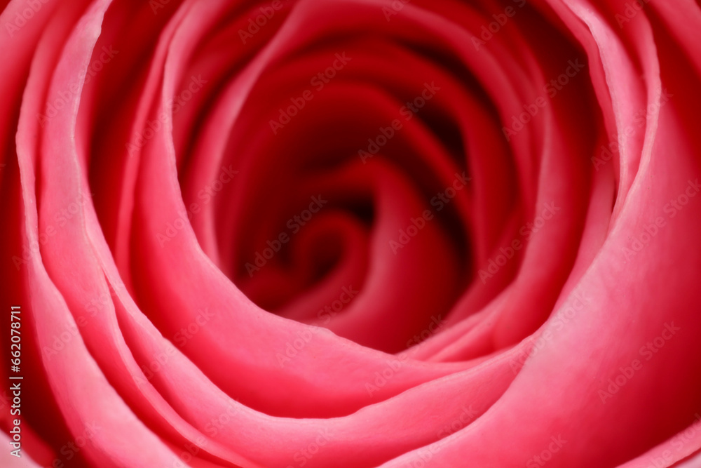 Beautiful rose flower with pink petals as background, macro view Beautiful rose flower with pink petals as background, macro view