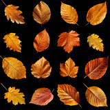 Set of fall leaves on a black background