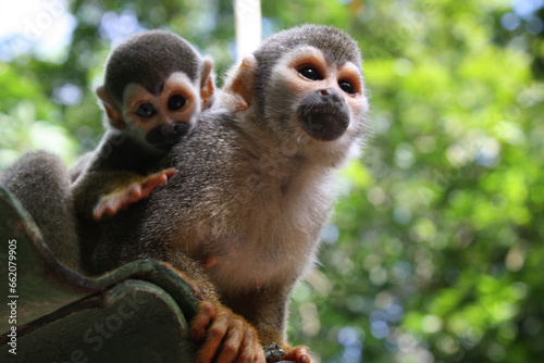 Macaco de cheiro - Amazonas - Brasil photo