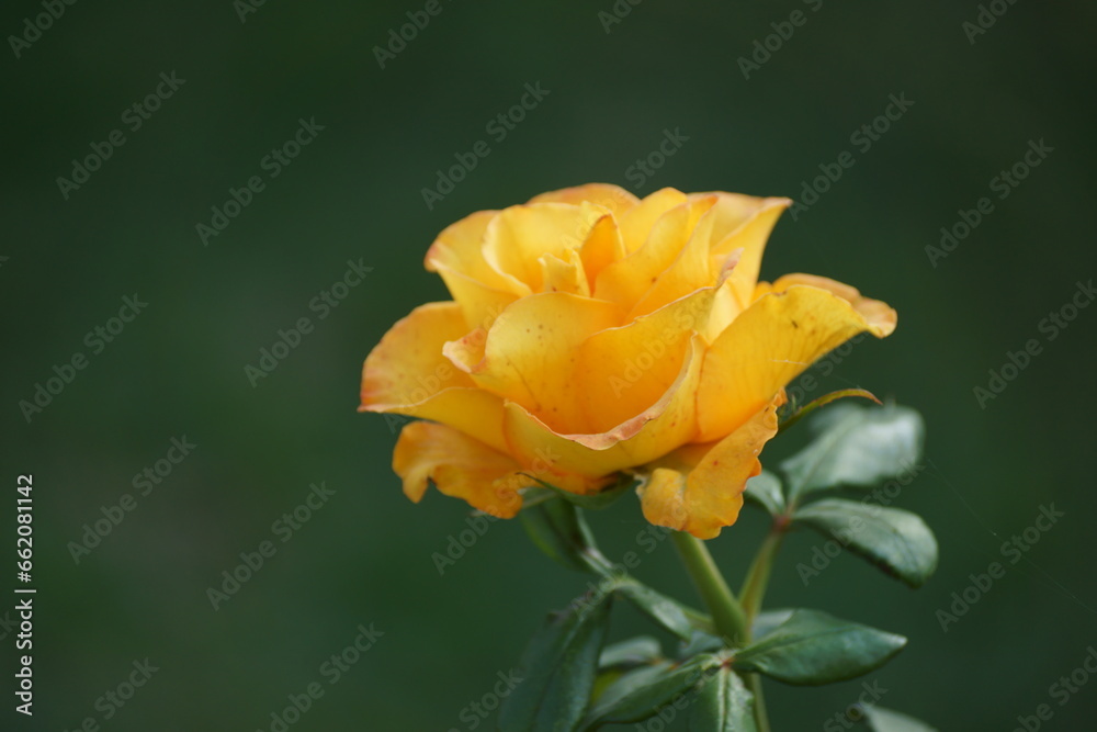 yellow rose flower yellow rose flower