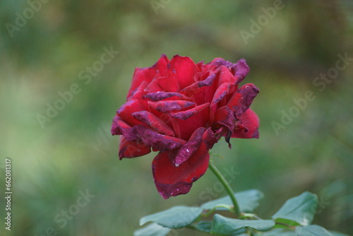 Red rose on a green background