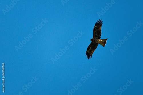獲物を狙って低空を飛行するトンビ © Gottchin Nao