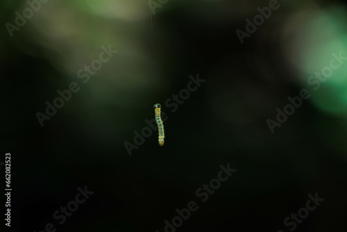 空間を浮遊する芋虫の幼虫 © Gottchin Nao