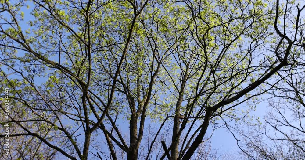 green foliage and maple flowers on trees in the spring season, the first beautiful and bright foliage on maples in spring green foliage and maple flowers on trees in the spring season, the first beautiful and bright foliage on maples in spring