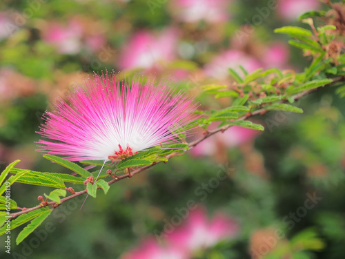 In a close-up photograph of the Albizia julibrissin, silky blossoms with the colors transition from peachy-red to white, and green feather leaves, presenting an exceptionally vivid display.