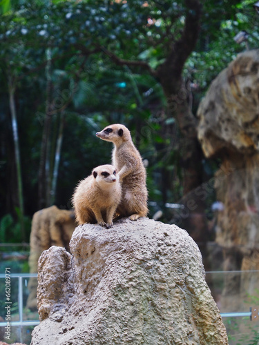 At the Taipei Zoo in Wenshan Distrct, Taiwan, two cute meerkats stand upon a rocky outcrop, gazing into the distance.