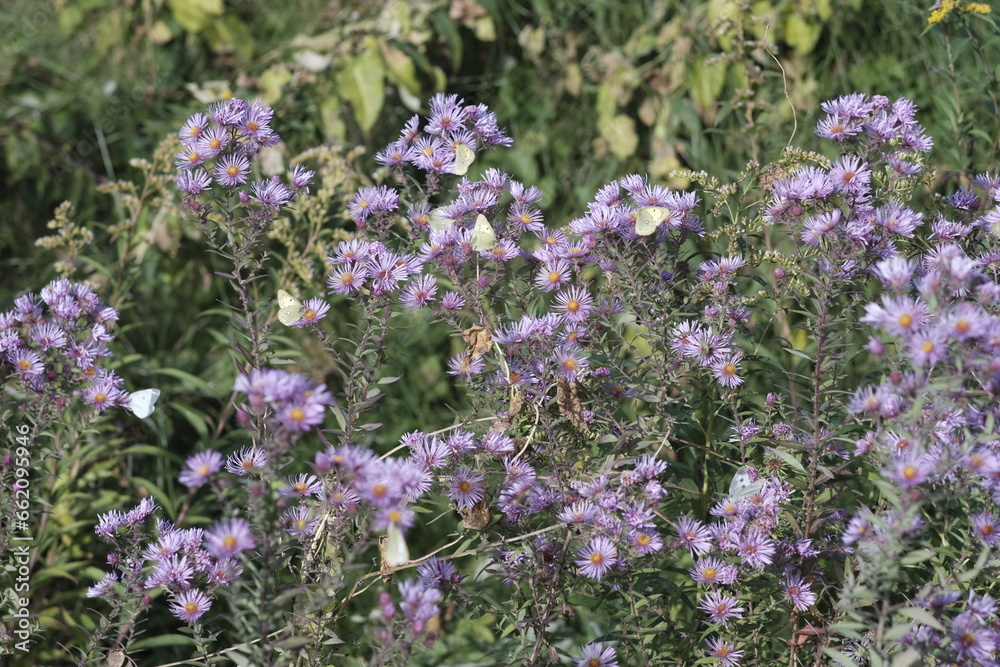 Obraz premium Green Butterfly and Purple Amethyst Aster