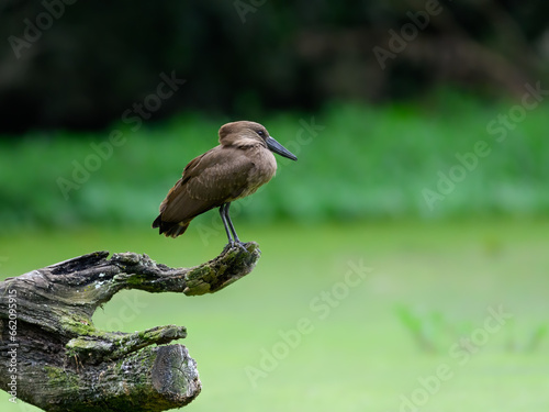 Hamerkop standing on log and fishing on green pond, portrait  photo