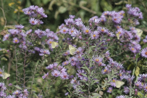 Green Butterfly and Purple Amethyst Aster