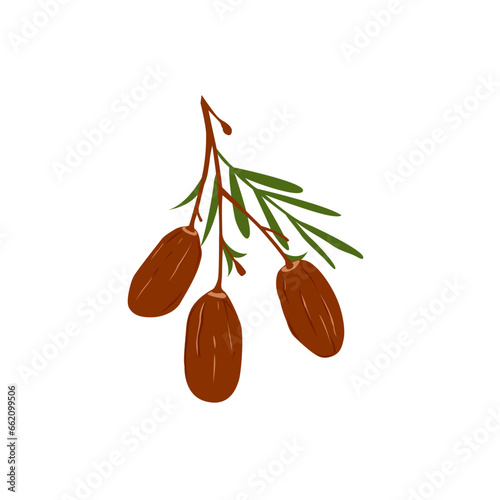 Dates Fruit Illustration