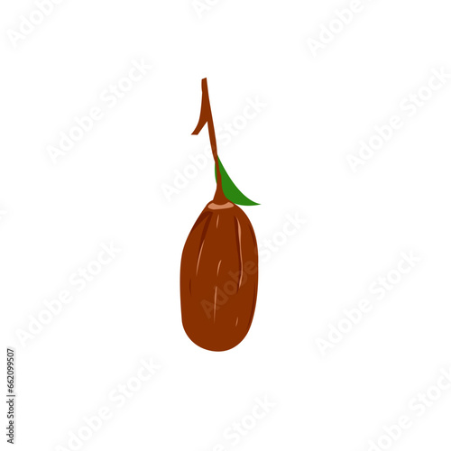 Date Fruit Illustration