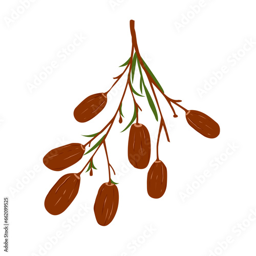 Dates Fruit Illustration