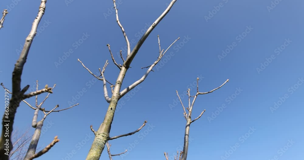 walnut tree branches in the spring season, walnut branches without foliage in sunny weather walnut tree branches in the spring season, walnut branches without foliage in sunny weather