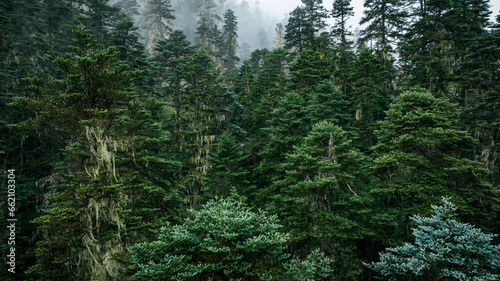 Beautiful forest landscape in Sichuan,China © lzf