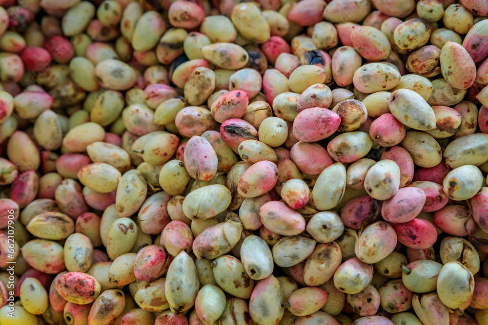 Fresh raw pistachio nuts, fruit to be peeled and dried sold in bulk at a farmers market in San Francisco, California Fresh raw pistachio nuts, fruit to be peeled and dried sold in bulk at a farmers market in San Francisco, California