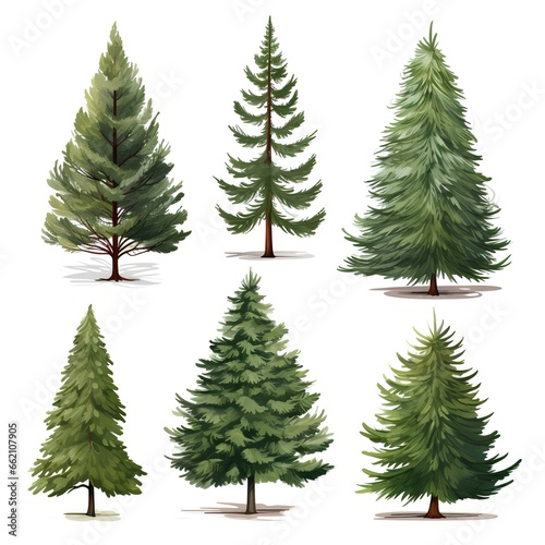 set of fir branches