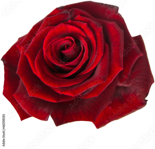 Digital png illustration of red rose on transparent background