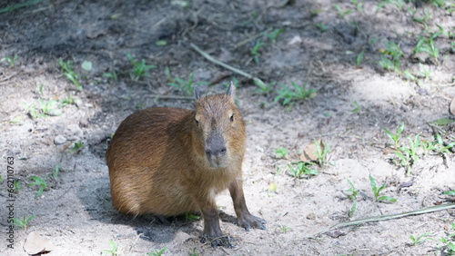 Cute animal capybara big mouse photo