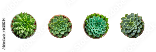 Set of Small plant in pot succulents or cactus isolated on transparent or white background by top view © MaxSimplify